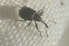 Anthonomus rubi