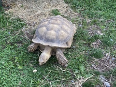 Centrochelys sulcata