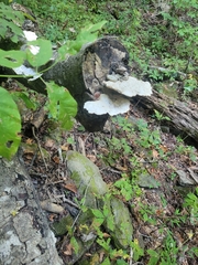 Trametes