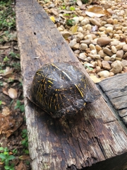 Terrapene carolina bauri