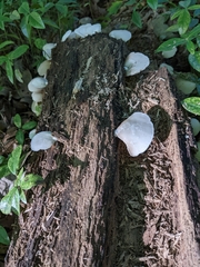 Crepidotus applanatus
