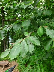 Fagus orientalis