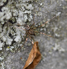 Drapetisca alteranda