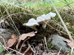 Fungi