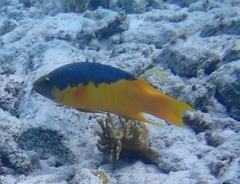 Bodianus rufus