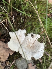 Fungi