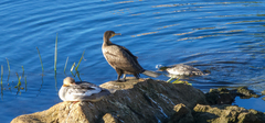 Phalacrocorax carbo