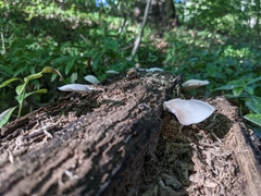 Crepidotus applanatus