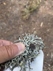 Hypogymnia imshaugii