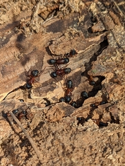 Camponotus vicinus