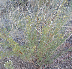 Artemisia dracunculus