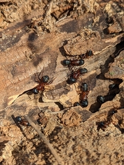 Camponotus vicinus