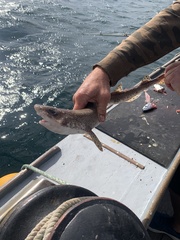 Scyliorhinus canicula