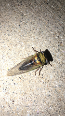 Megatibicen pronotalis