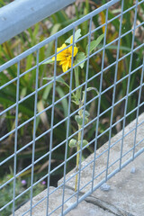 Helianthus annuus