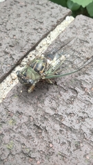 Neotibicen pruinosus