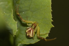 Misumenops