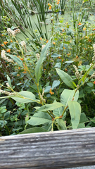 Persicaria lapathifolia