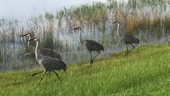 Antigone canadensis pratensis