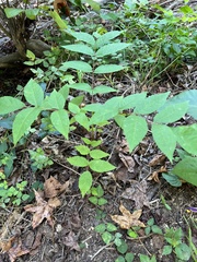 Toxicodendron vernix