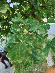 Quercus macrocarpa