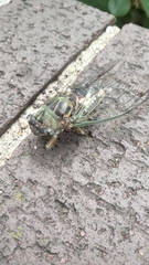 Neotibicen pruinosus
