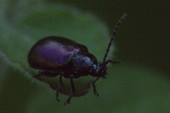 Macrohaltica transversa