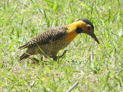 Colaptes campestris campestris