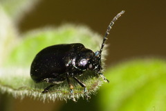 Macrohaltica transversa