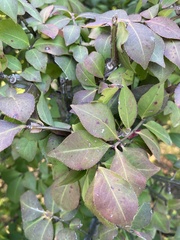 Euonymus alatus