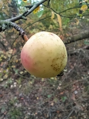 Malus praecox