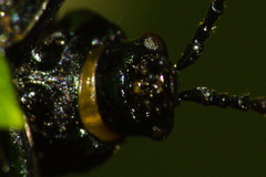 Macrohaltica transversa