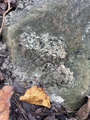 Flavoparmelia baltimorensis