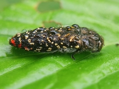 Acmaeodera haemorrhoa