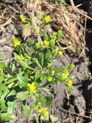 Ranunculus sceleratus