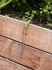 Elgaria multicarinata webbii