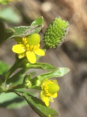 Ranunculus sceleratus
