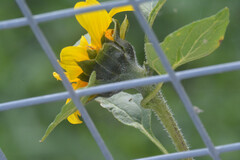 Helianthus annuus