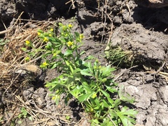 Ranunculus sceleratus