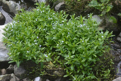 Myosotis scorpioides