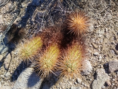 Echinocereus engelmannii engelmannii