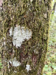 Lecanoromycetes