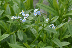 Myosotis scorpioides