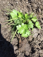 Ranunculus sceleratus