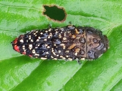 Acmaeodera haemorrhoa