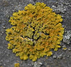 Xanthomendoza