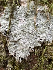 Lecanoromycetes
