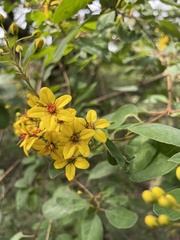 Galphimia glauca