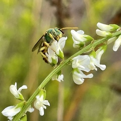 Agapostemon melliventris