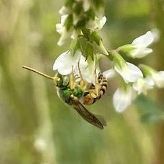 Agapostemon melliventris
